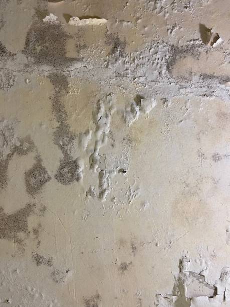 Best Emergency Mold Removal  in Vinco, PA