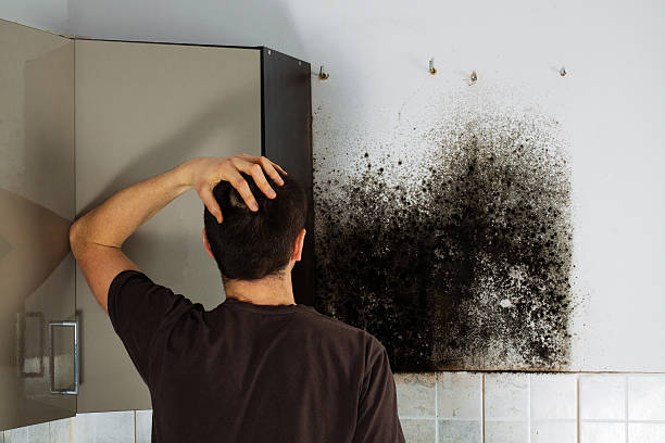 Best Office Mold Removal Services  in Vinco, PA