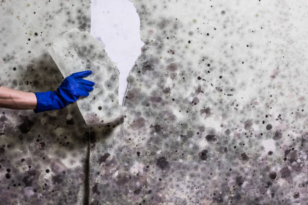 Home Mold Removal in Vinco, PA