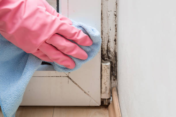 Best Attic Mold Removal  in Vinco, PA
